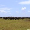 Masai Mara