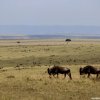 Masai Mara