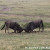Masai Mara