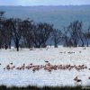 Lago Nakuru