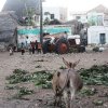 Lamu