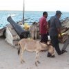 Lamu