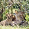 Masai Mara