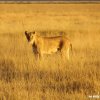 Amboseli