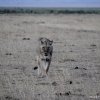 Amboseli