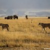 Amboseli