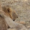 Amboseli