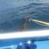 Pesca d'altura