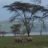 Lago Nakuru