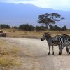 Amboseli