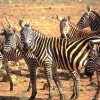 Tsavo Est